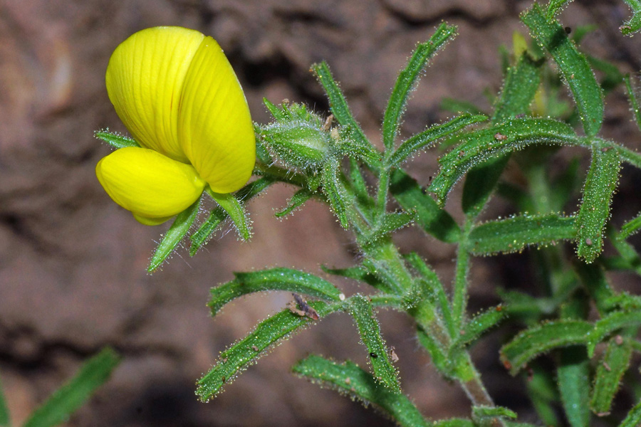 Sardegna  (NU) : Ononis natrix